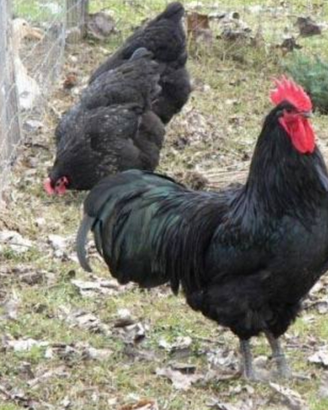 Australorp