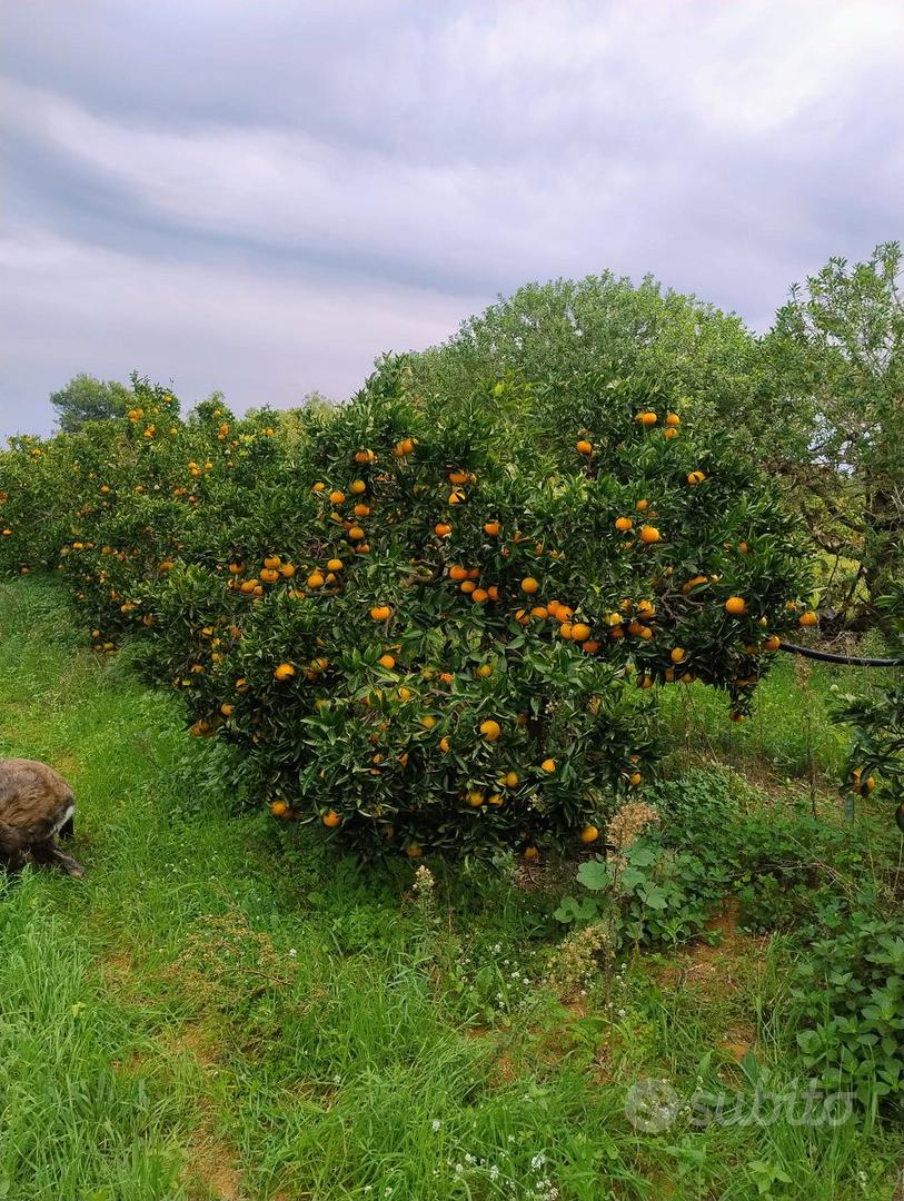 Azienda agricola bio 6 ha con pozzo e fabbricato - Vista 4