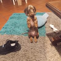 Bassotto arlecchino Kaninken