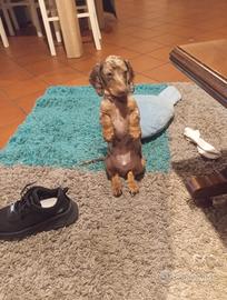 Bassotto arlecchino Kaninken