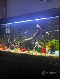 Acquario NEWA MIRABELLO