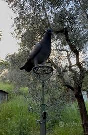 Piccioni caccia al colombaccio