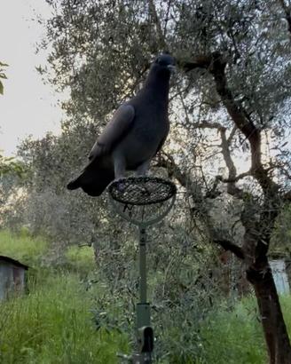 Piccioni caccia al colombaccio