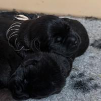 Cuccioli di labrador Retriever