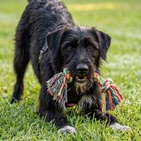 Cairn Terrier Giovane Taglia Piccola