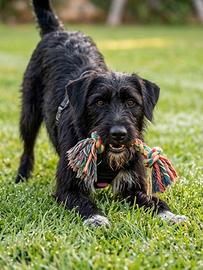 Cairn Terrier Giovane Taglia Piccola