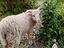 Immagine 4
