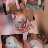Chihuahua toy