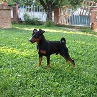 Pinscher