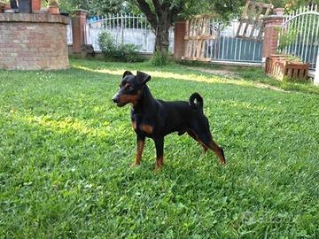Pinscher
