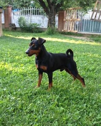 Pinscher