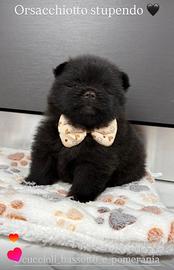 Spitz Pomerania TOY Black 2 mesi STUPENDO