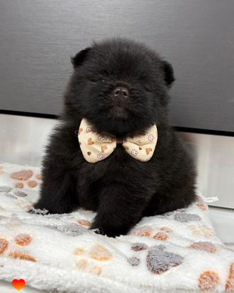 Spitz Pomerania TOY Black 2 mesi STUPENDO