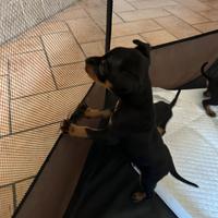 Pinscher taglia piccola