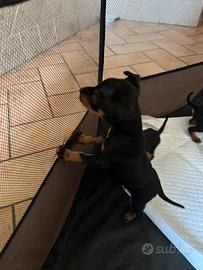Pinscher taglia piccola