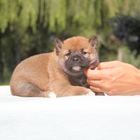 Cucciolo maschio di Shiba Inu rosso