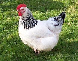 Galline ovaiole Sussex bianco Columbia