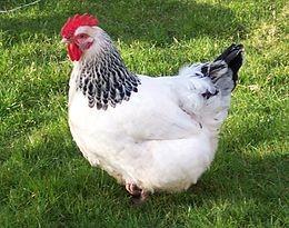 Galline ovaiole Sussex bianco Columbia
