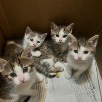 Quattro gattini pronti per essere adottati