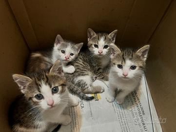 Quattro gattini pronti per essere adottati