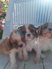 Cuccioli di cavalier king