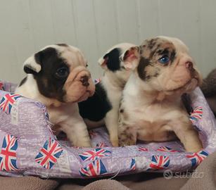Bulldog inglesi colori esotici