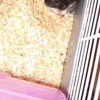 Criceto russo con gabbia