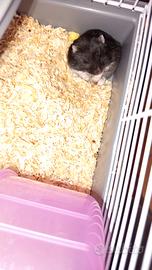 Criceto russo con gabbia