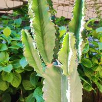 Euphorbia eritrea - pianta in vaso