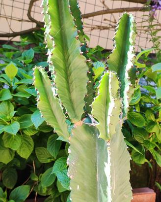 Euphorbia eritrea - pianta in vaso
