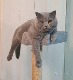 British Shorthair per accoppiamento