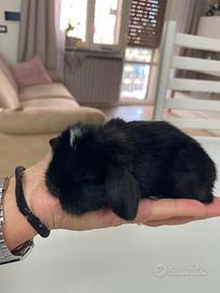 Coniglio nano ariete mini lop