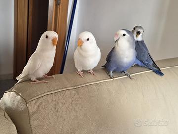 Inseparabili roseicollis