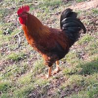 Galli allevati a terra