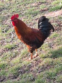 Galli allevati a terra