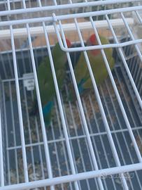 Inseparabili