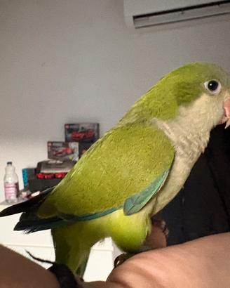 Parrochetto Monaco verde allevato a mano