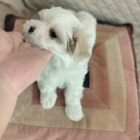 Maschietti maltese taglia mini