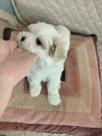 Maschietti maltese taglia mini