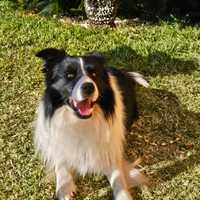Borde collie per monta