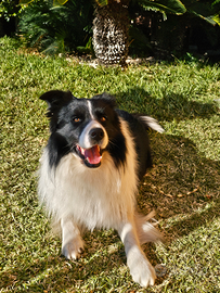 Borde collie per monta