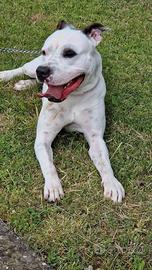 Do in adozione il mio cane