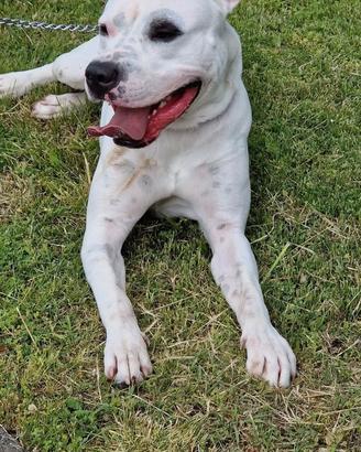 Do in adozione il mio cane