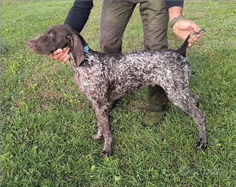 Bracco tedesco Kurzhaar