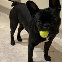 Bulldog Francese per accoppiamento