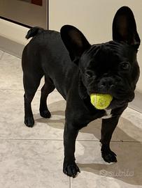 Bulldog Francese per accoppiamento