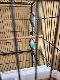 Vendita coppia Inseparabili