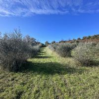 TER. AGRICOLO A MORLUPO