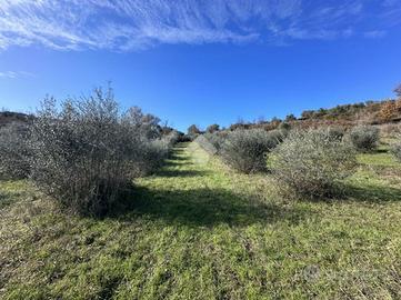TER. AGRICOLO A MORLUPO