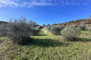 TER. AGRICOLO A MORLUPO